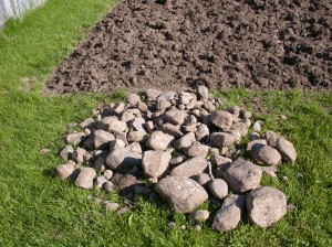 The pile of rocks I was left with after hand-tilling