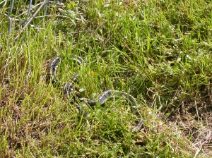 Eastern Garter Snake